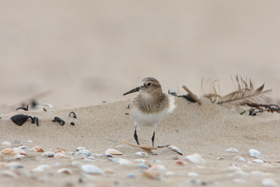 Bairds Strandloper