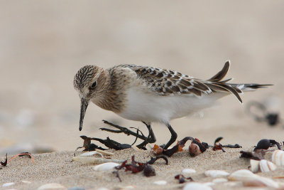 Bairds Strandloper