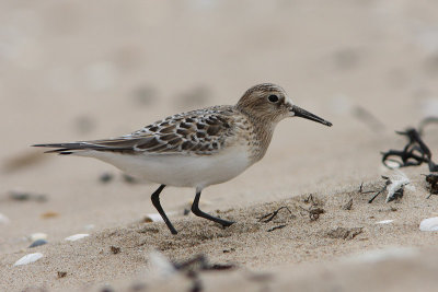 Bairds Strandloper