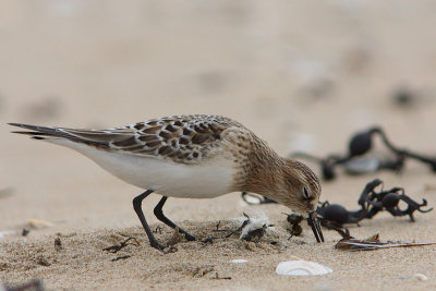 Bairds Strandloper