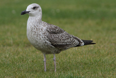 Lesser Black-backed Gull M[5470606] Arnhem