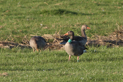 Grauwe Gans