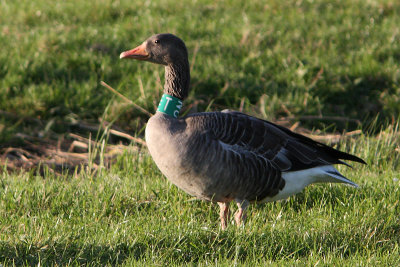 Grauwe Gans