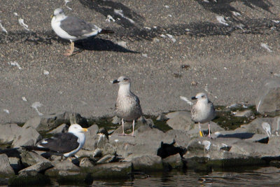 Larus cachinnans - Caspian Gull