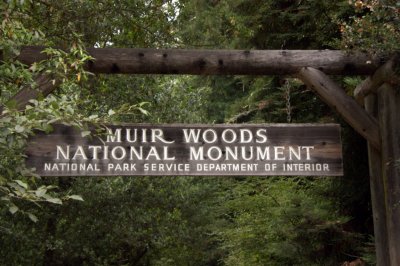 Muir Woods Gallery