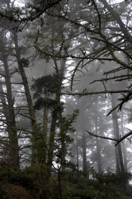 Fog in the Marin Headlands