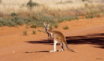 Curios Kanga