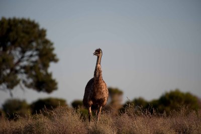 Questioning Emu