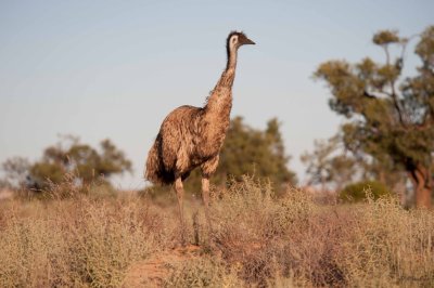Happy Emu