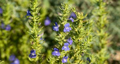 Little Flowers