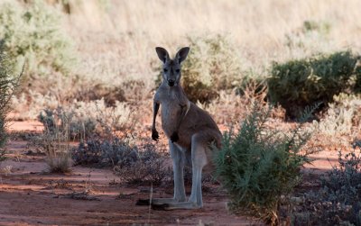 Shy Kanga.jpg