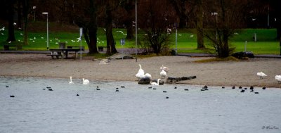 The Beach - Lake Lucerne