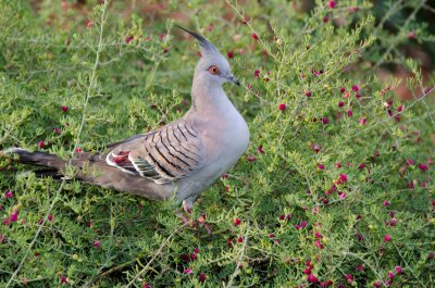 Crested Pigeon