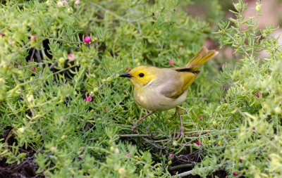 White-Plumed Honeyeater