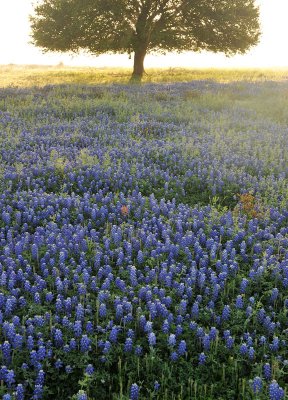 Texas Wildflowers