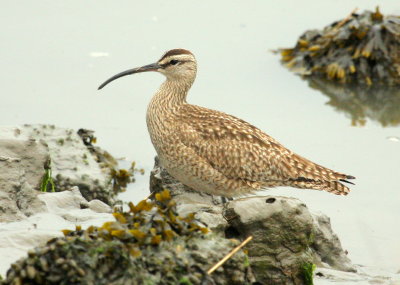 Eureka Bay Whimbrel 01