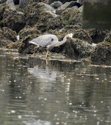 GBH wades in Eureka Bay 01