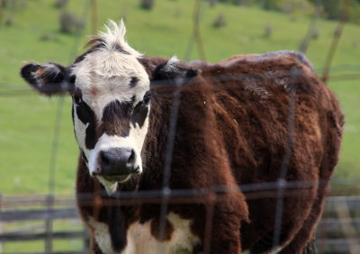 Humboldt cow with punk hair