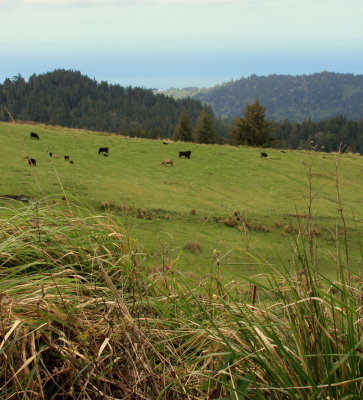 Humboldt pastures 01