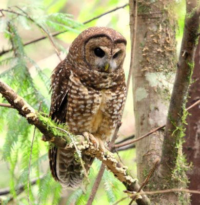 Spotted Owl scanning forest floor 02
