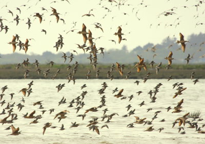 Marbled Godwits and Sandpipers in Flight at Arcata Marsh