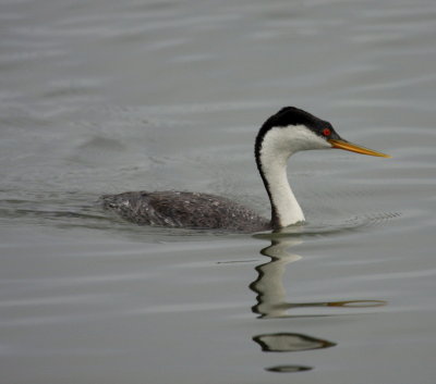 Humboldt County California 2011