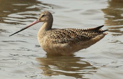 Northern California Birding 2011
