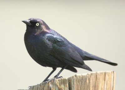 Bodega Bay Brewers Blackbird male 01