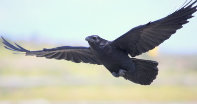 Bodega Bay Common Raven 01