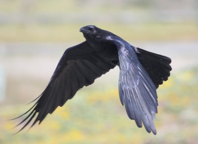 Bodega Bay Common Raven 02