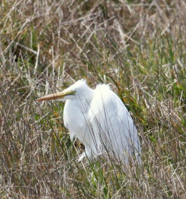 Bodega Bay Great Egret hunkered down 01