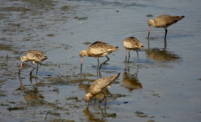 Bodega Bay feeding Marbled Godwits 01