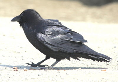 Bodega Bay Common Raven 04