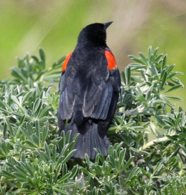 Bodega Bay RW Blackbird Bicolored Form 02