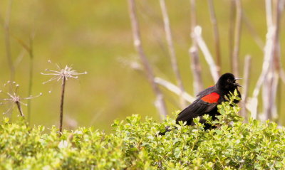 Bodega Bay RW Blackbird Bicolored Form 01