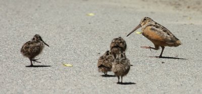 American Woodcock family - 'walk this way'  Stoughton, Mass