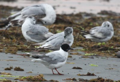 Little Gull adult 01 Nahant Beach