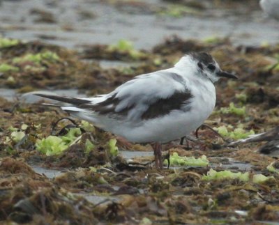 Little Gull juvenile 01 Nahant Beach