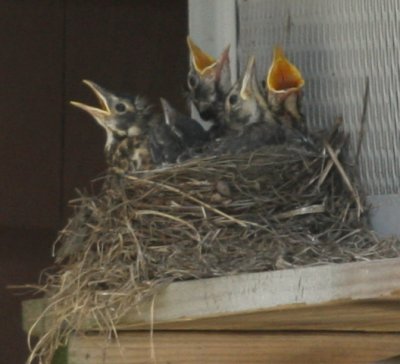 American Robins waiting to be fed 03