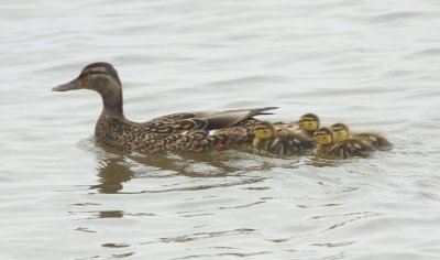 Mother Mallard with ducklings 01