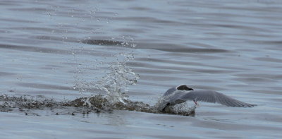 Northern California Birding 2011