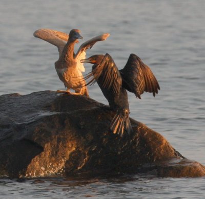 Booby fending off Cormorant