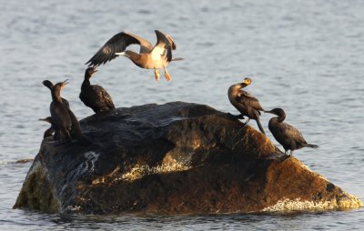 Brown Booby flies away 01