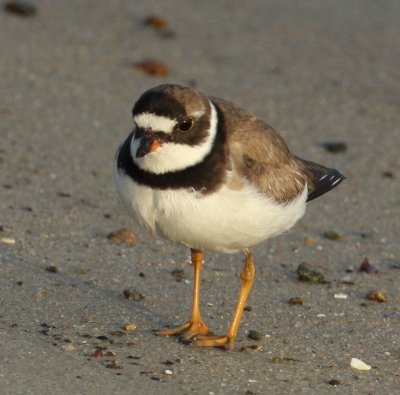 Semipalmated Plover at surf 01