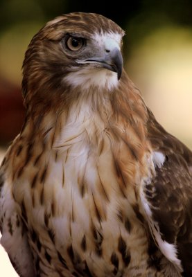 Red-tailed Hawk 02