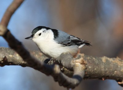 Christmas Bird Count 2011 Rowley Mass