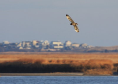 Short-eared Owl at Nelson Island in Rowley Ma