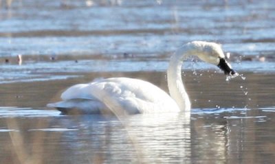 Tundra Swan feeding Dover Ma 02
