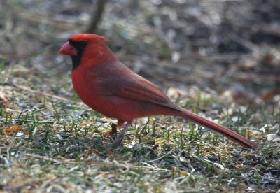 Northern Cardinal 01 Wellfleet Audubon Center