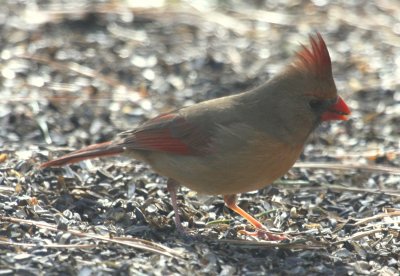 Northern Cardinal 02 Wellfleet Audubon Center